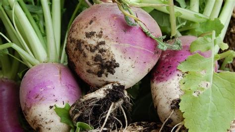 What Do Turnips Taste Like Beezzly