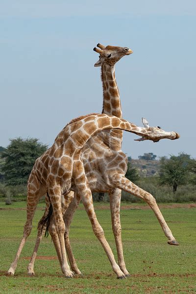 Scientific Article 1 Sexual Selection In Giraffes Neck As A Weapon