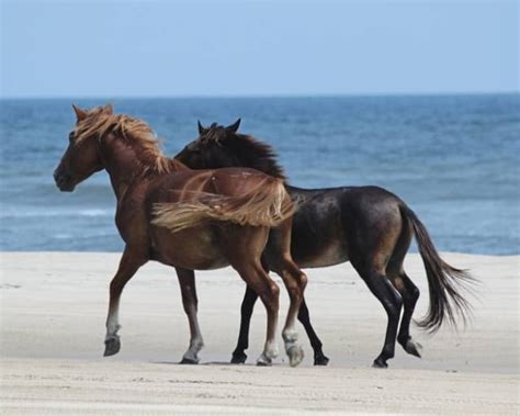Wild Horses Of The Outer Banks Island Life Nc