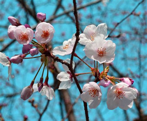 Early Spring Sakura Flowers Cherry Blossom Japan Stock Photo Image