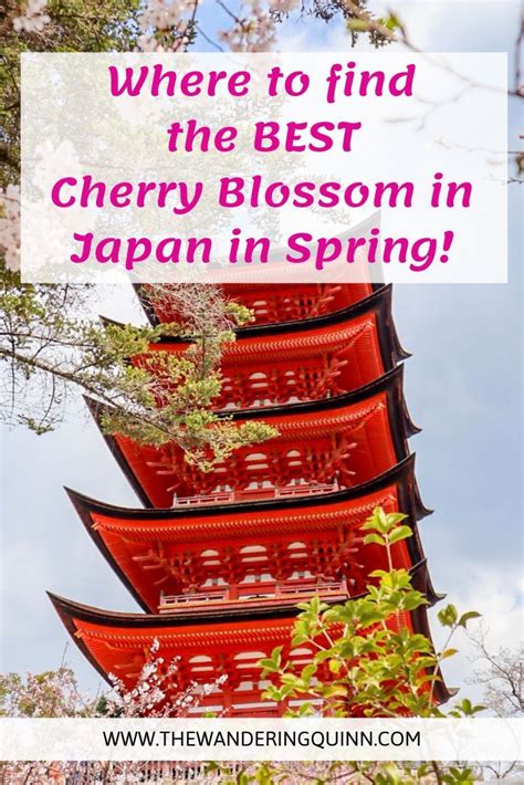 The Best Place To See Cherry Blossoms In Japan The Wandering Quinn