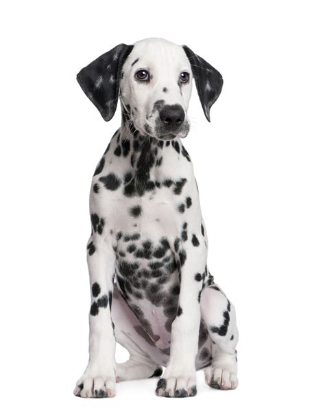 Dalmatian Dog Breed Information Continental Kennel Club