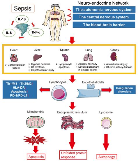 Pathophysiology Of Sepsis Induced Brain Dysfunction Sepsis Causes Sexiz Pix