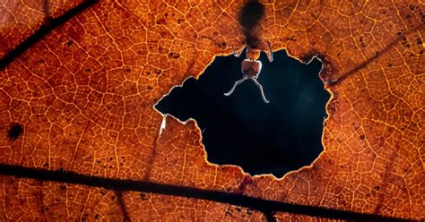 The remarkable winners of the 2021 Sony World Photography Awards
