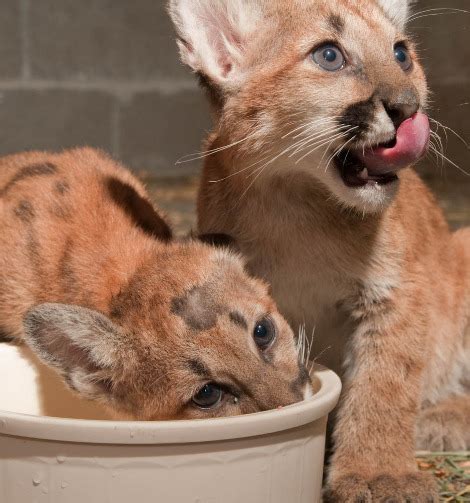 Orphan Cougar Cubs In Oregon Zooborns