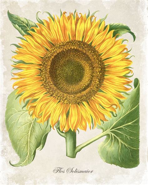 Antique Sunflower Botanical Art Print Botanical Art Botanical Prints