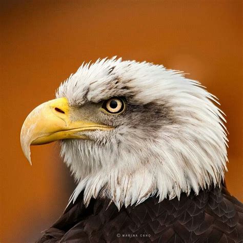 348 amerikaanse zeearend hd wallpapers en achtergrond afbeeldingen. Pin van Jolanda Van Rooyen op Animals - Birds | Vogels