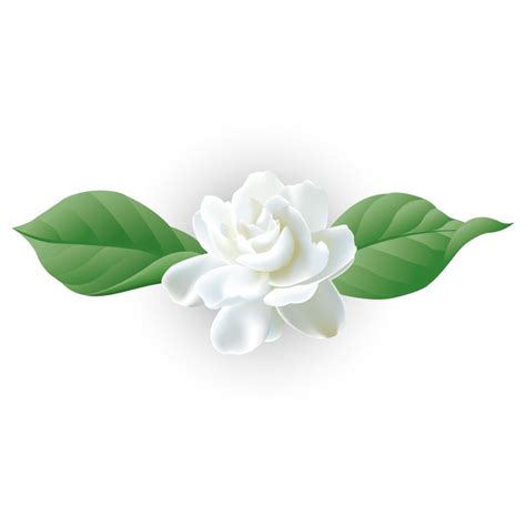 Jasmine Flower AI Vector