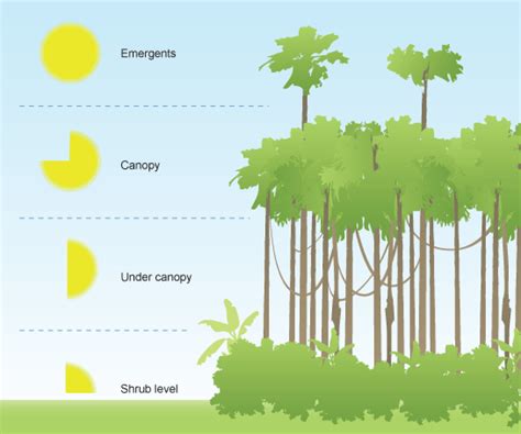 Bbc Gcse Bitesize Rainforest Vegetation Levels