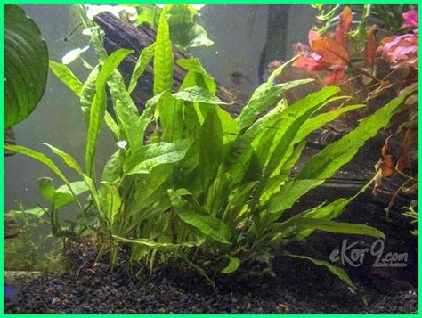 Yuk, bergegas ke nursery dan hiasi rumah kamu dengan tanaman air multifungsi yang dapat hidup. 10 Macam dan Jenis Tanaman Hias untuk Aquarium Air Tawar ...