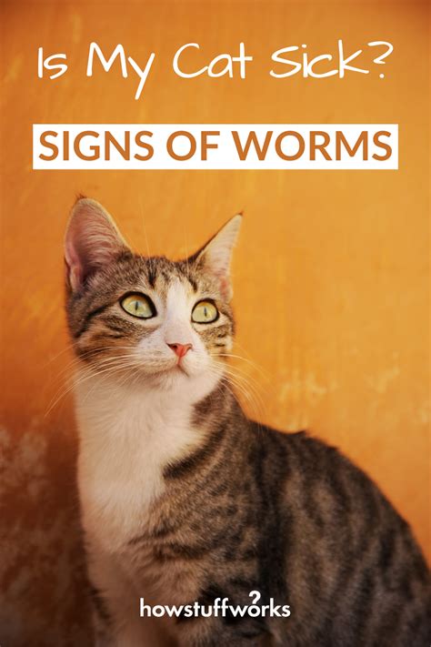 Cat Worms Artofit