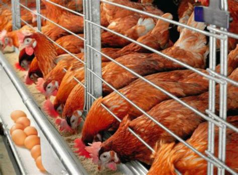 Untuk peternakan ayam potong, pemberian pakan tidak boleh dibatasi. Info Ayam Petelur: Harga Tiap Ekor 2021, Ciri, Cara ...
