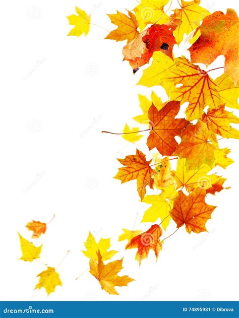 Autumn Falling Maple Leaves Stock Image Image Of Group Fallen 74895981