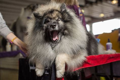 The Lovable Faces Of The Dogs At The Westminster Dog Show Abc News