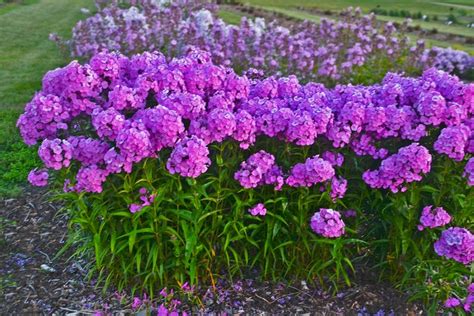 Phlox Paniculata Fashionably Early Flamingo Garden Phlox Green Barn