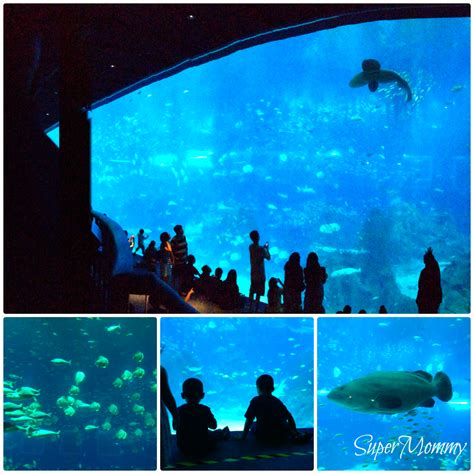 The Sea Aquarium At Resorts World Review Supermommy