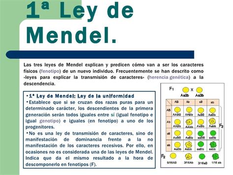Leyes De Mendel