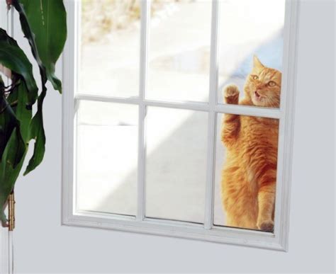 Cat entering room through cat flap. Keeping Cats from Scratching Doors | ThriftyFun