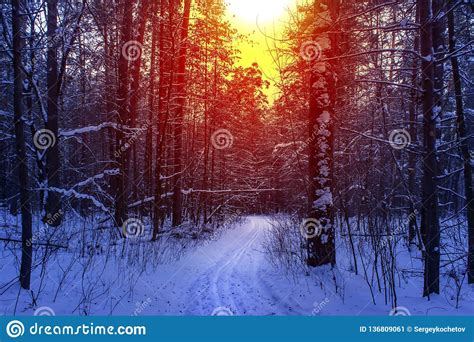 Ski Run In The Winter Sunny Forest Winter Snow Forest Trees Sunset
