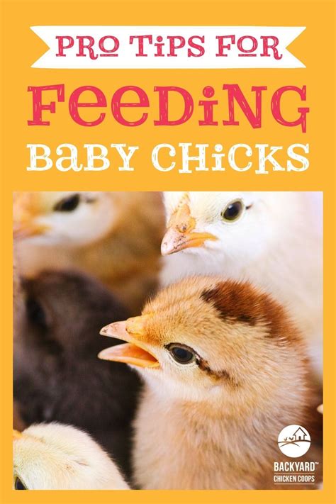 What To Feed Baby Chickens From Day Olds To Weeks In Baby Chickens Baby Feeding