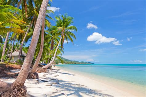 Beautiful Coconut Palm Trees Nature Landscape Sea Tropical