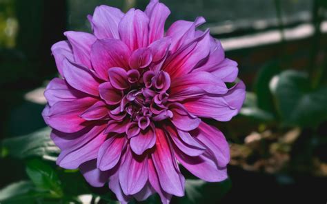 Download Wallpaper 3840x2400 Dahlia Flower Purple Closeup 4k Ultra