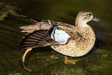 Blue Winged Teal Duck Female Photograph By Darrell Gregg