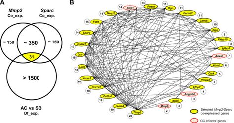 Transcriptional Dynamics Of A Conserved Gene Expression Network