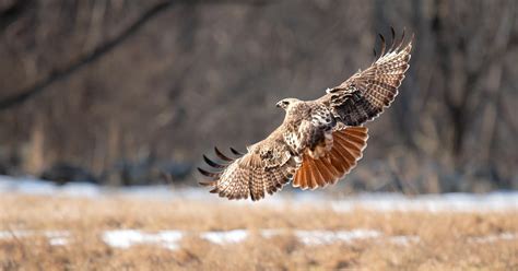 Red Tailed Hawk Migration A Complete Guide Birdfact