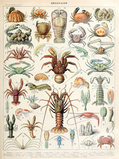Crustaceans Crustaceans Belong The The Subphylum Biomedical
