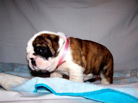 English bulldog puppies for saleselect a breed. Afecttionate and Akc register Yorkie Puppies FOR SALE ...