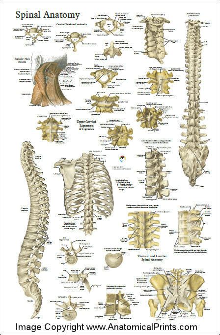 Spinal Anatomy Chart Clinical Charts And Supplies