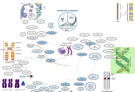 Mapa Mental Genética Adn Histonas Proteínas No Histonas Nucleosomas