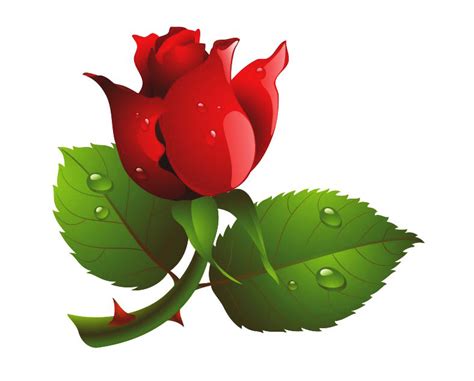 Gambar Bunga Mawar Kartun Toko Fd Flashdisk Flashdrive