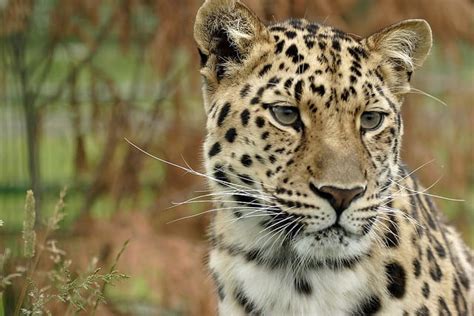 15 Most Endangered Species On Earth Conserve Energy Future