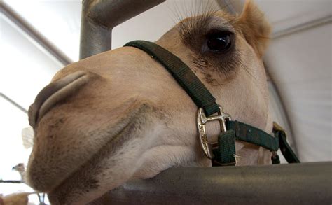 Know how to check if your camel is sick. Getting Camel Milk Over the Hump - Modern Farmer