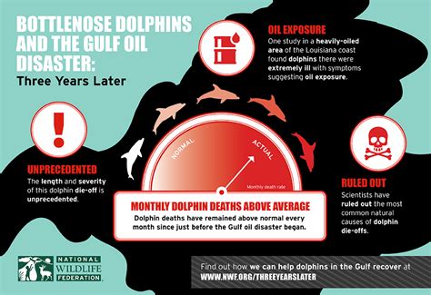 Dolphin Deaths In The Gulf Three Years After Oil Spill