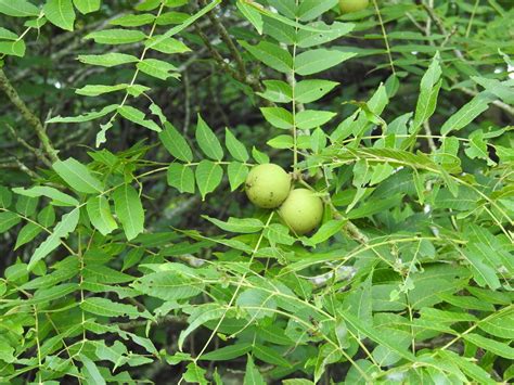 Eastern Black Walnut Foraging Edible Plants Mushrooms · Inaturalist