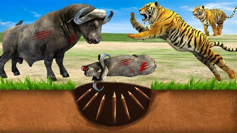 Tiger Vs Buffalo Fight Giant Tiger Trap Cow Cartoon Saved By Woolly