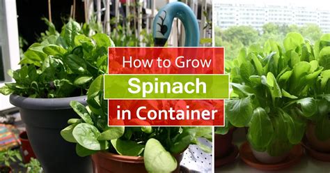 Novice gardener followed the advice from the old uncle at ban lee huat (through mummy) and grew her green leafies close together. How to Grow Spinach in Pots | Growing Spinach in ...