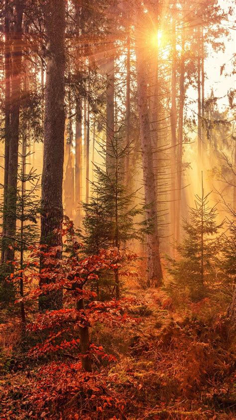Download Wallpaper 720x1280 Sunbeams Autumn Tree Forest Samsung