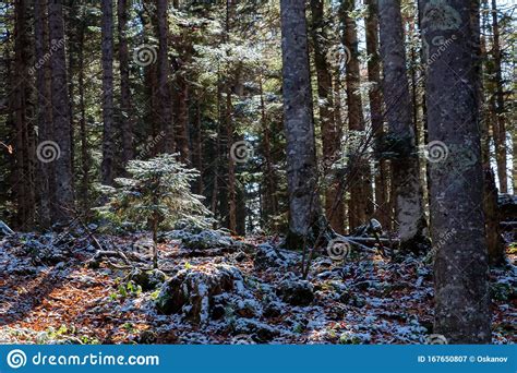 Sunny Autumn Morning In Pine Forest Beautiful Natural Landscape Stock