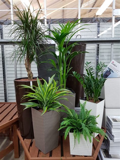 Comes with 4 plants fresh from the greenhouse. House Plants for Sale at Dean's Garden Centre in York