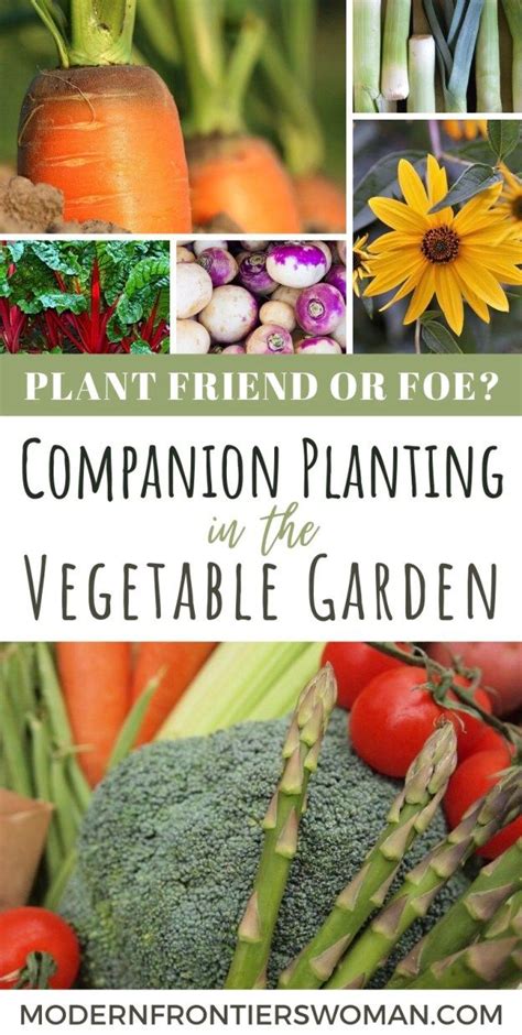Plant Friend Or Foe Companion Planting In The Vegetable Garden