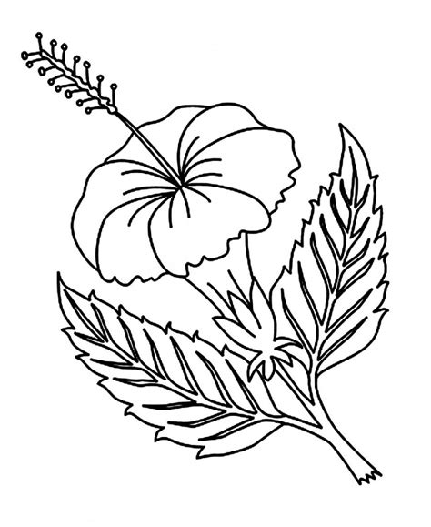 Nature and food coloring pages for kids. Free Printable Hibiscus Coloring Pages For Kids
