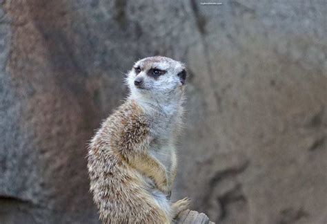 The Adorable Meerkat At The San Diego Zoo Exploretraveler