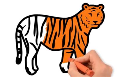 Tiger Drawing And Colouring Coloring Pages For Kids Art Colors