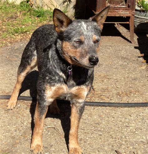Collection 94 Pictures Pictures Of Blue Heeler Dogs Stunning