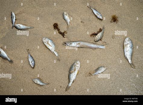Dead Fish Washed Up On The Shore Of An Empty Beach In Bahia Brazil