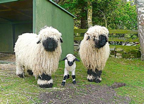 Gallery Valais Blacknose Sheep Society Valais Blacknose Sheep Blacknose Sheep Sheep Breeds